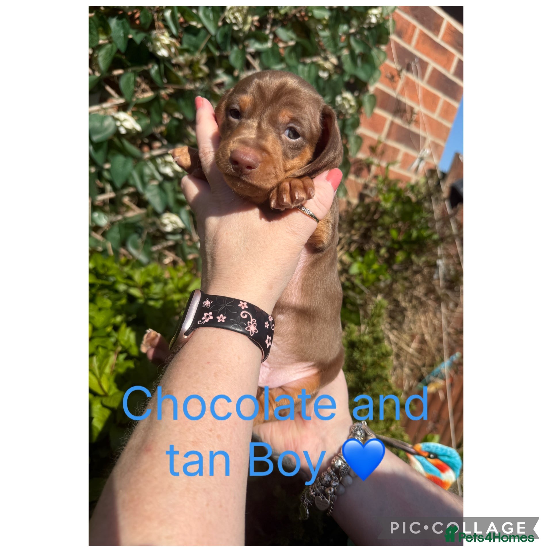 Miniature Dachshund dogs Miniature Dachshund Puppies  - Advert 5