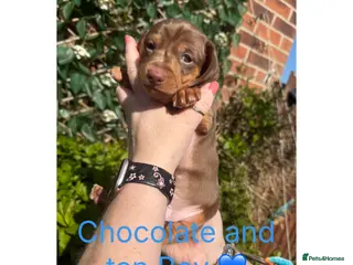 Miniature Dachshund dogs Miniature Dachshund Puppies - Advert 5