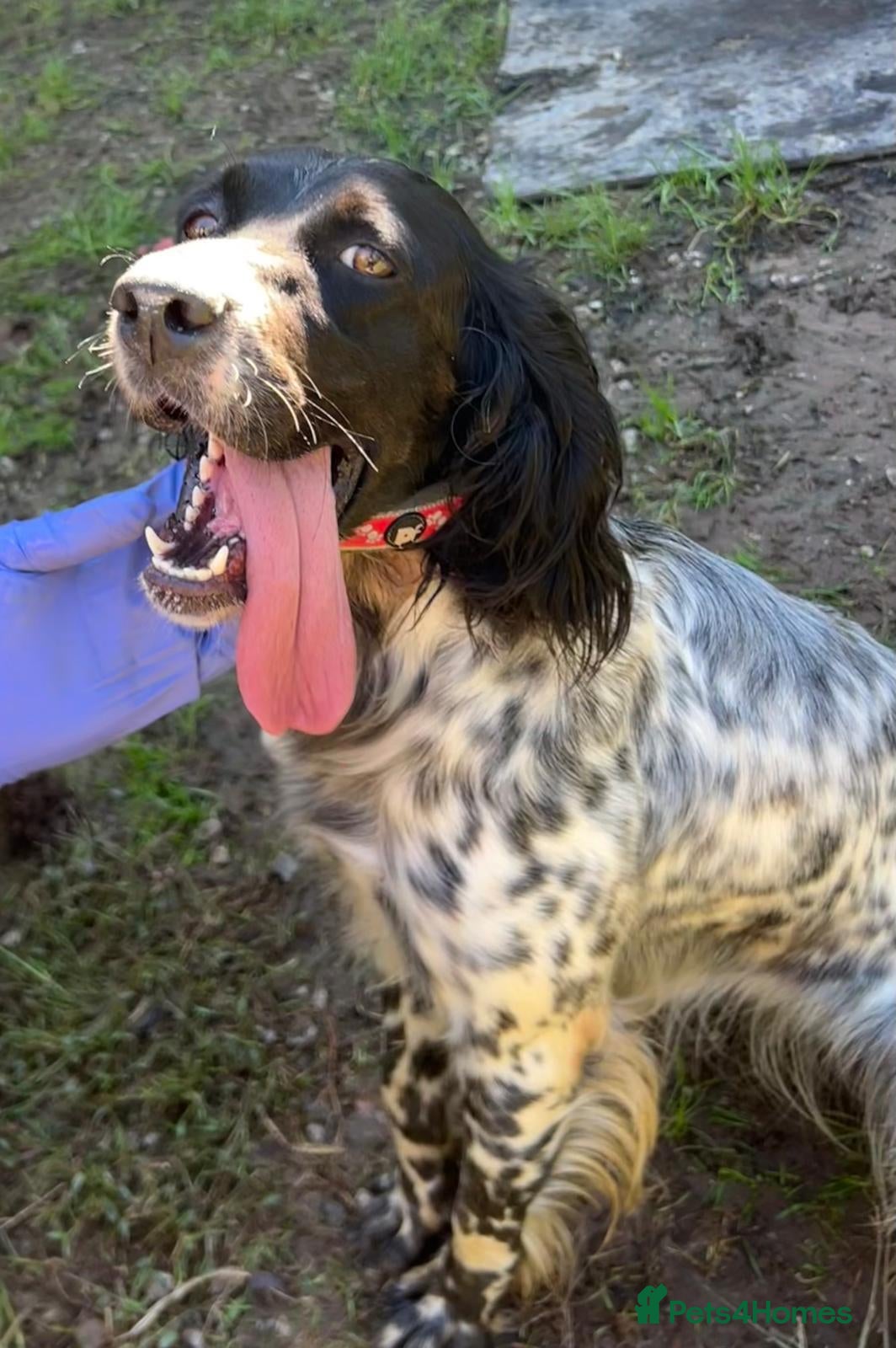 English Setter dogs Beltza - Advert 3