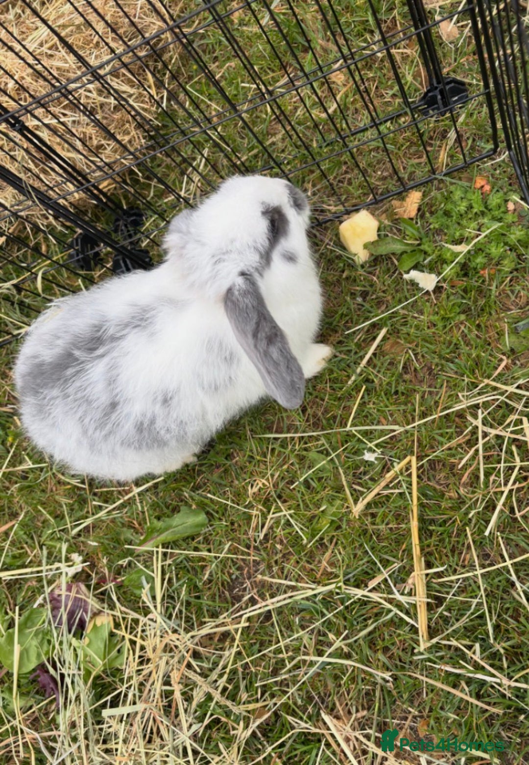 French Lop rabbits for sale: Bluebell French lop female  - Advert 3
