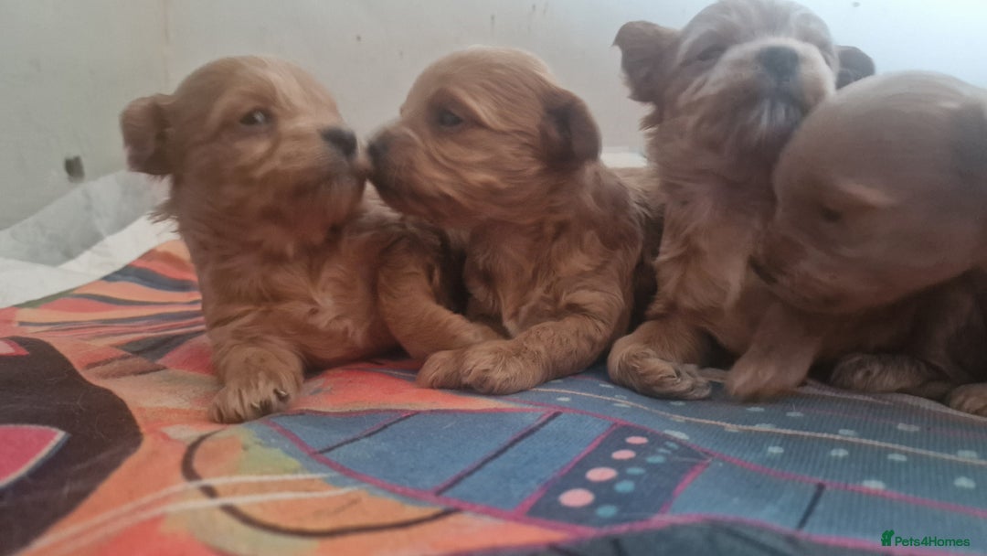 Chipoo dogs for sale: Asian chipoo  - Advert 11