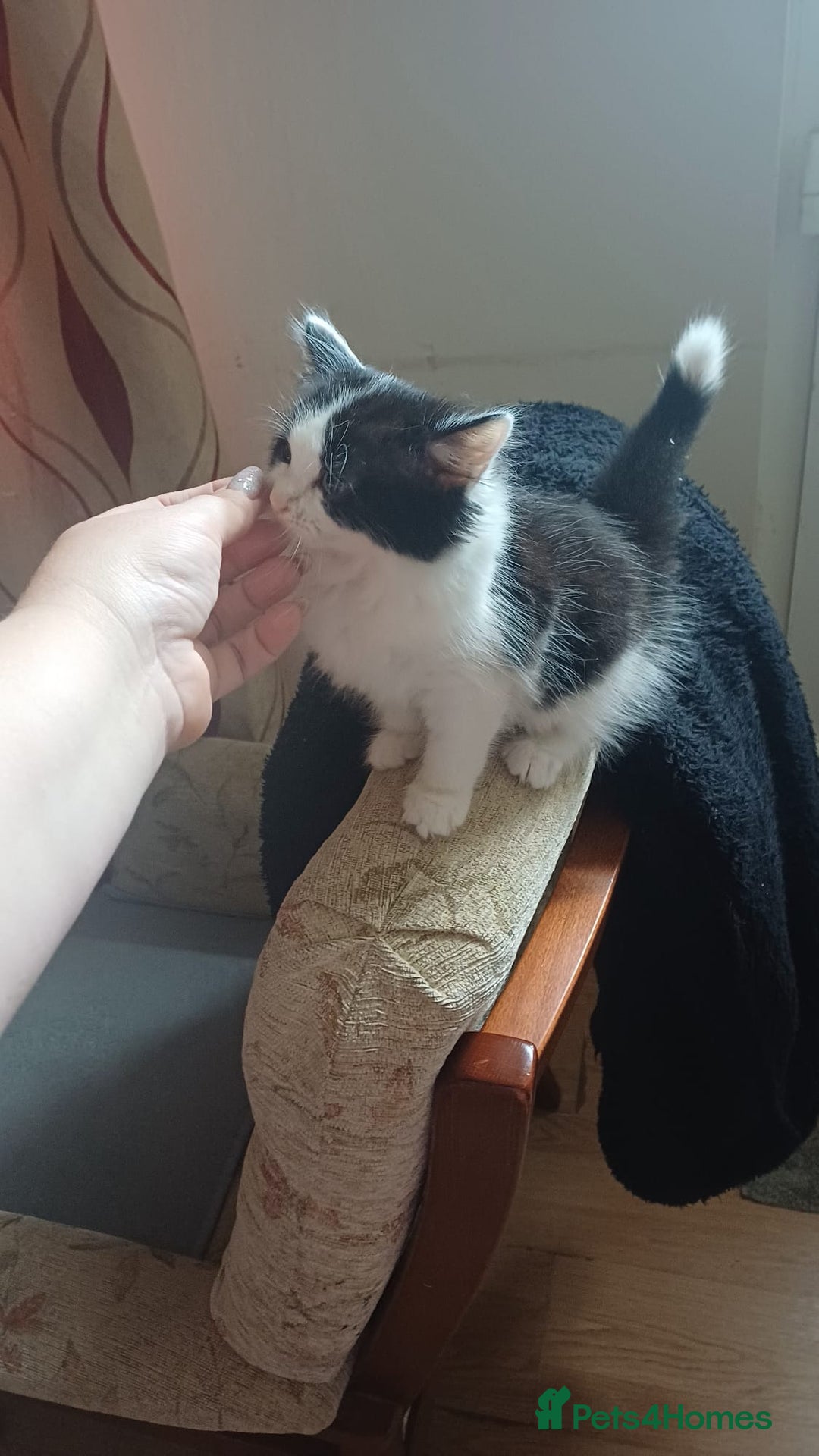 Mixed Breed cats for sale: Kitty  - Image 4