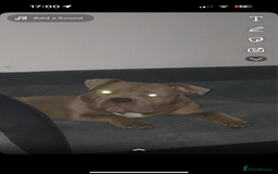 Mixed Breed dogs for sale: Pocket bully male  - Image 4