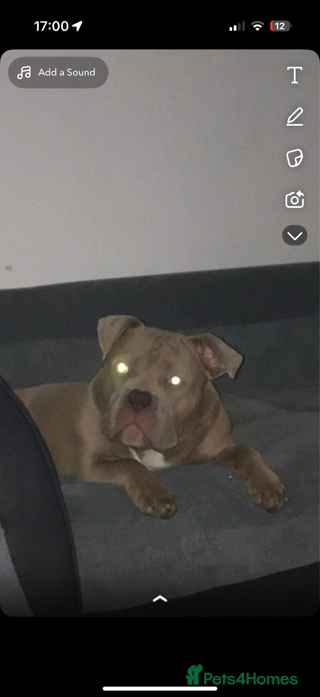 Mixed Breed dogs for sale: Pocket bully male  - Image 4