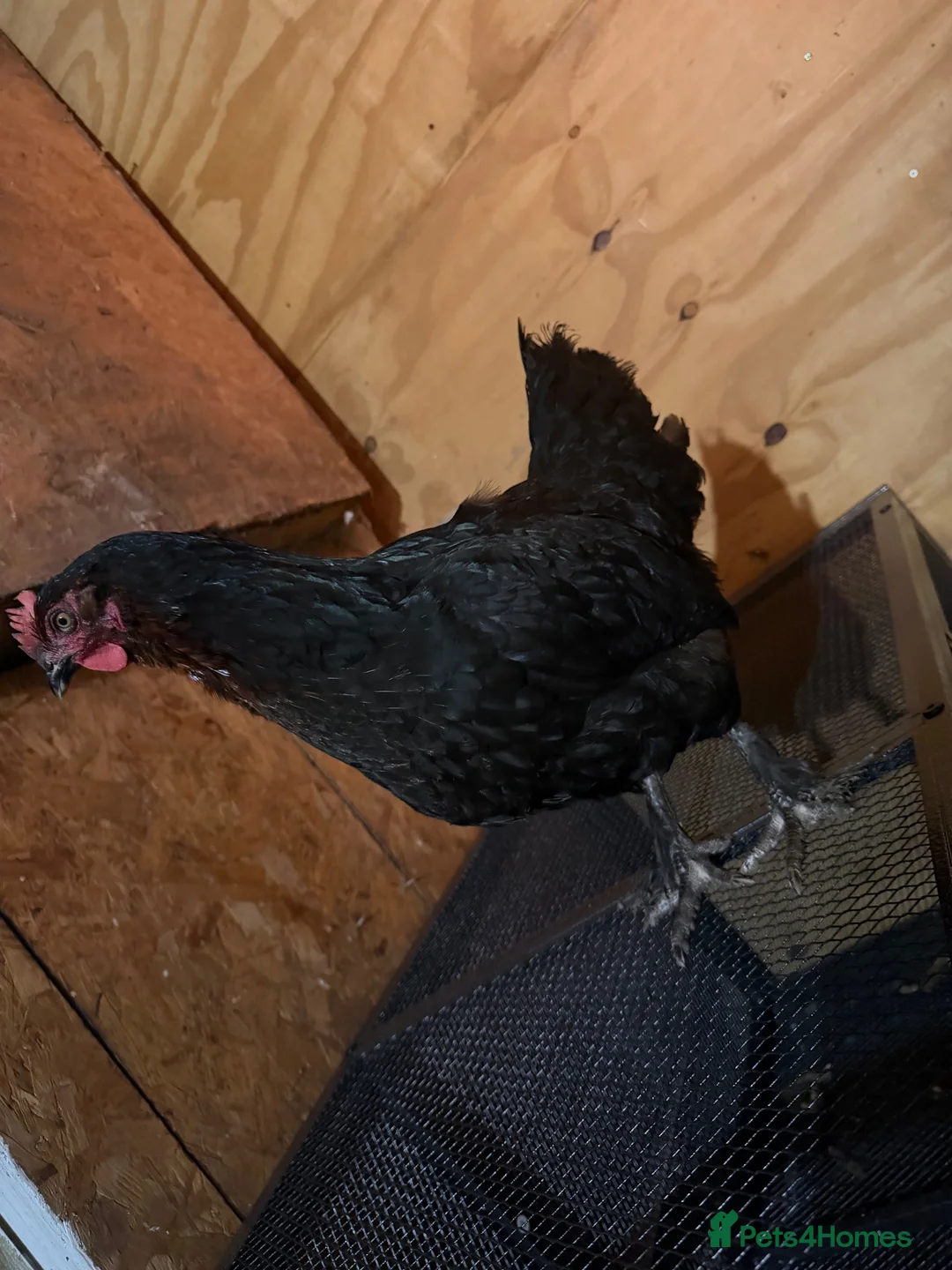 Chickens poultry for sale: Copper maran and cream legbar hens - Advert 2