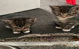 British Shorthair cats for sale: 5 kittens  - Image 5