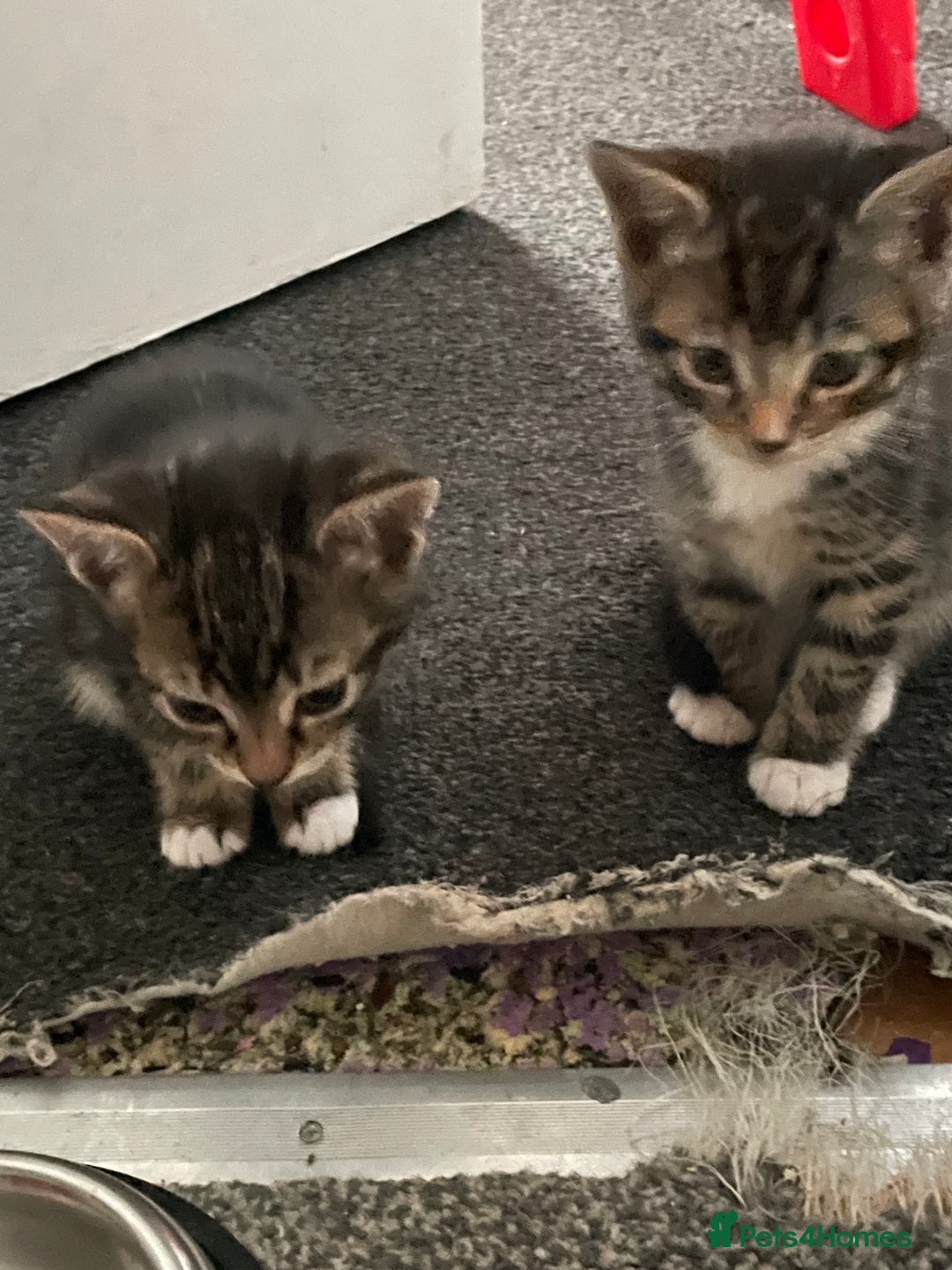 British Shorthair cats for sale: 5 kittens  - Image 5