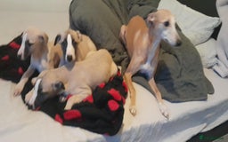 Whippet dogs for sale: Whippet pups - Image 5