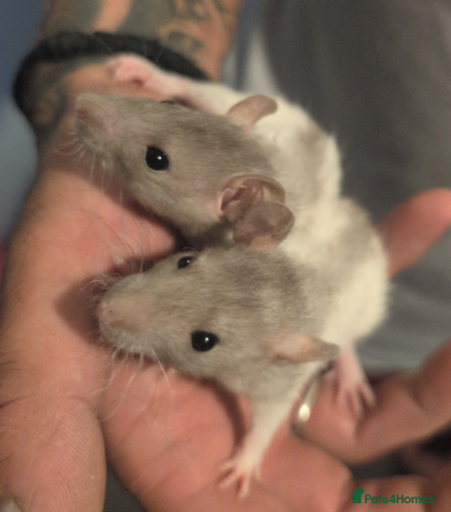 Rat rodents - Advert 9