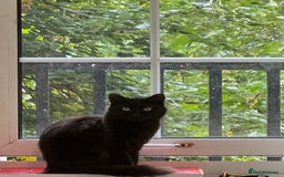 British Longhair cats for sale: I’m misk and I need re-homing  - Image 1