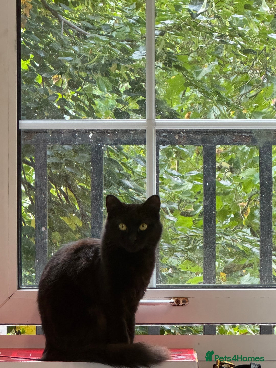 British Longhair cats for sale: I’m misk and I need re-homing  - Image 1