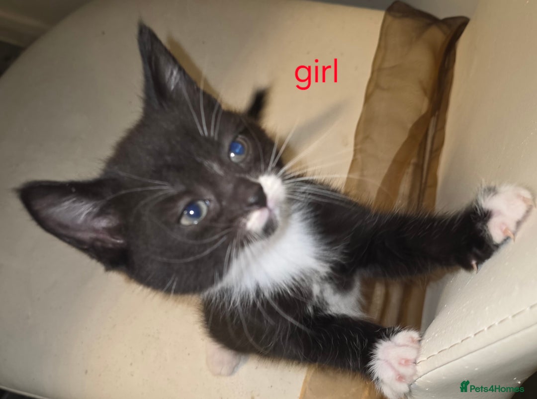 Mixed Breed cats for sale: Kittens - Advert 4