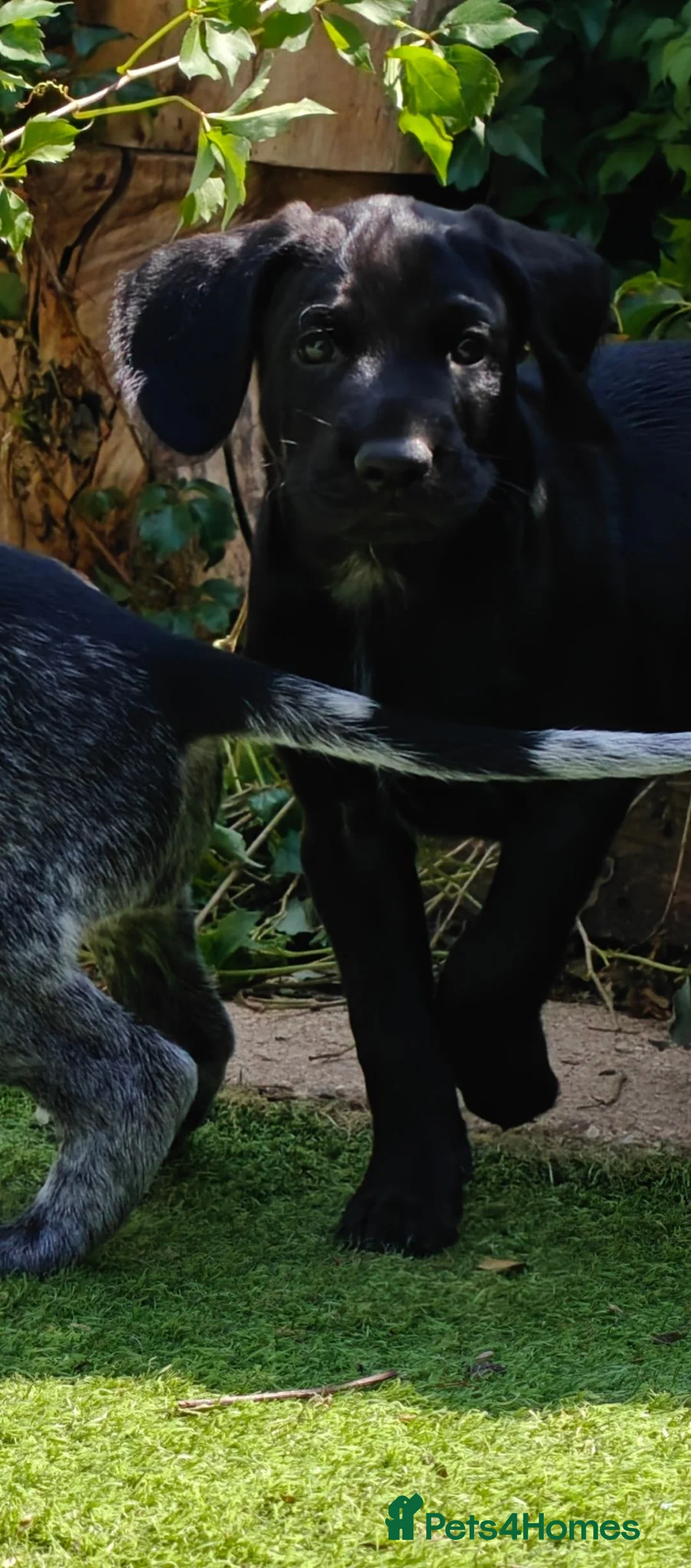 German Wirehaired Pointer dogs for sale: KC Registered German Wirehaired Pointer Puppies - Advert 2