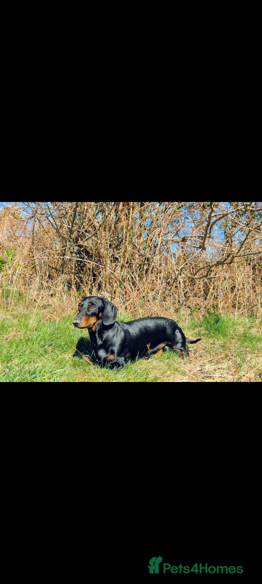 Miniature Dachshund dogs for sale: Male Dachshund  - Advert 4