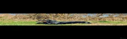 Miniature Dachshund dogs for sale: Male Dachshund  - Advert 1