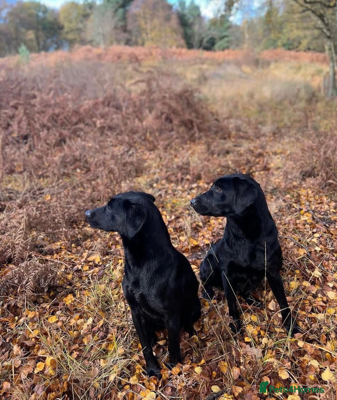 Labrador Retriever dogs Kc registered Labrador  - Advert 2