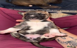 Mixed Breed dogs for sale: Husky x Staffy puppy’s ready now!  - Image 9