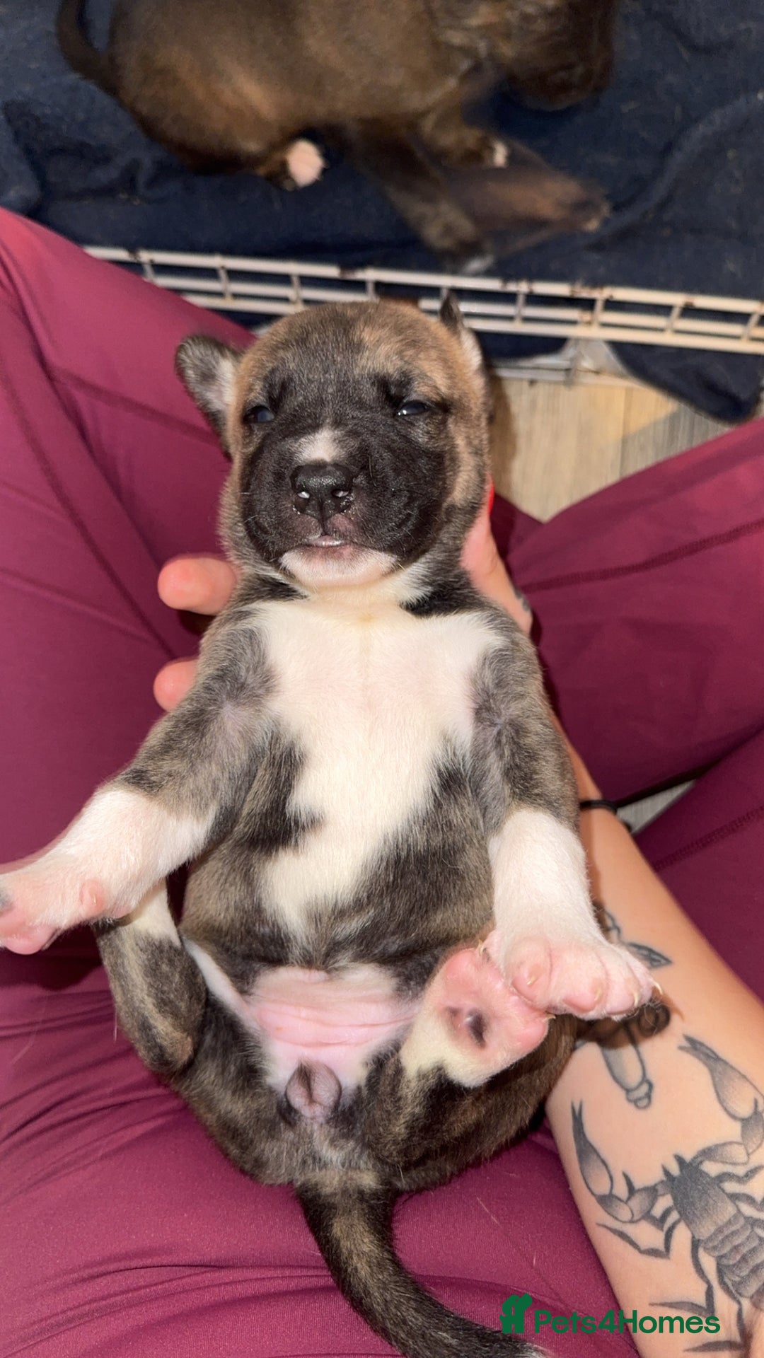 Mixed Breed dogs for sale: Husky x Staffy puppy’s ready now!  - Image 9