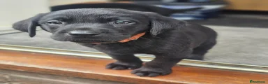 Orange Collar Boy