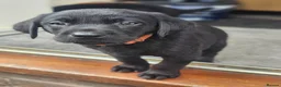 Labrador Retriever dogs for sale: Outstanding litter of 7 KC Reg Labrador Pups - Advert 15