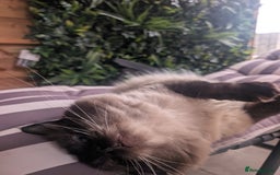 Ragdoll cats for stud: Beautiful MINK seal chocolate stud  - Image 12