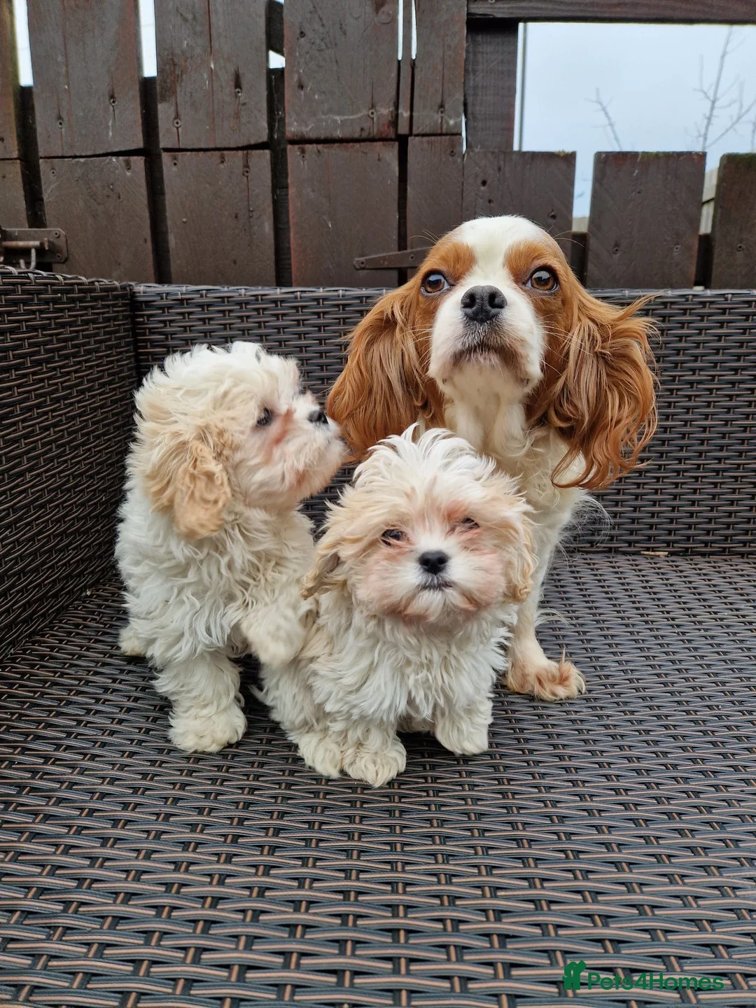 Cavapoo dogs for sale: Beautiful, confident and loving cavapoo pups - Advert 1