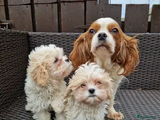 Cavapoo dogs Beautiful, confident and loving cavapoo pups - Advert 15