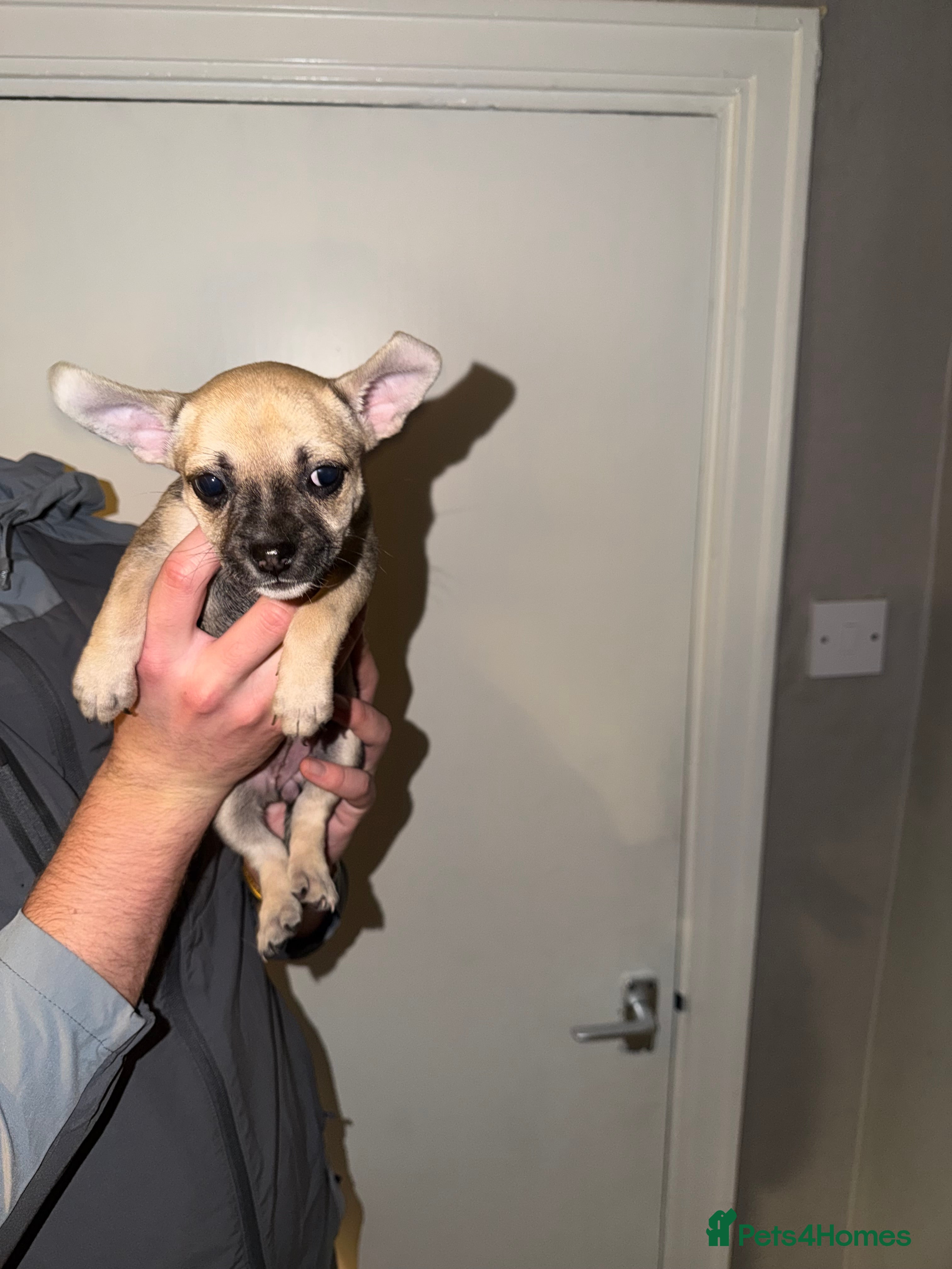 Mixed Breed dogs French Bull dog cross Chihuahua puppies  - Advert 2