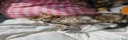 Maine Coon cats for sale: MainCoon Registered Polydactyl Female and 2 Males - Advert 1