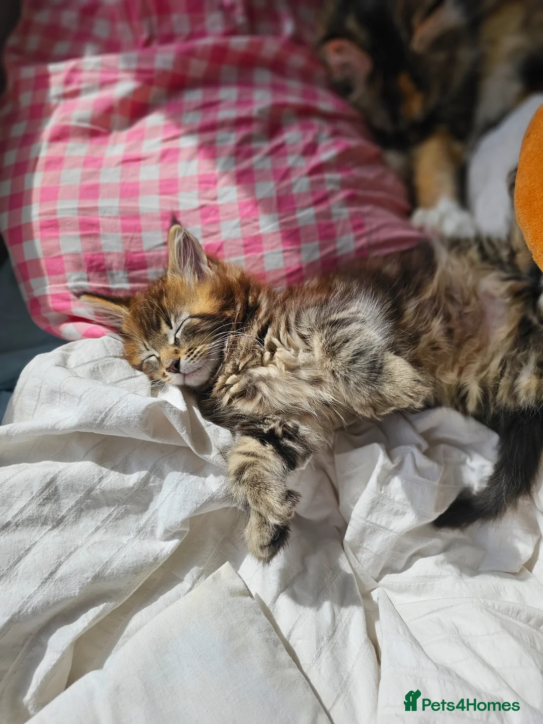 Maine Coon cats for sale: MainCoon Registered Polydactyl Female and 2 Males - Advert 1