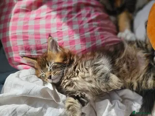 Maine Coon cats MainCoon Registered Polydactyl Female and 2 Males - Advert 10