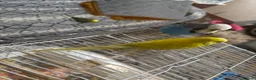 Budgerigars birds for sale: English budgie hand reared baby and older  - Advert 5