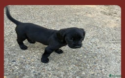 Cockerdor dogs for sale: Stunning cockerdor pups - Image 3