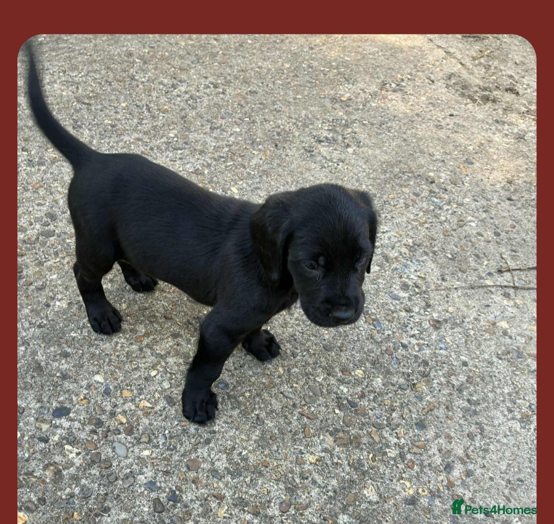 Cockerdor dogs for sale: Stunning cockerdor pups - Image 3