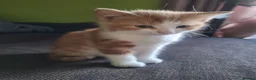 Mixed Breed cats for sale: Very nice kittens:3 boys and 3 girls - Advert 17