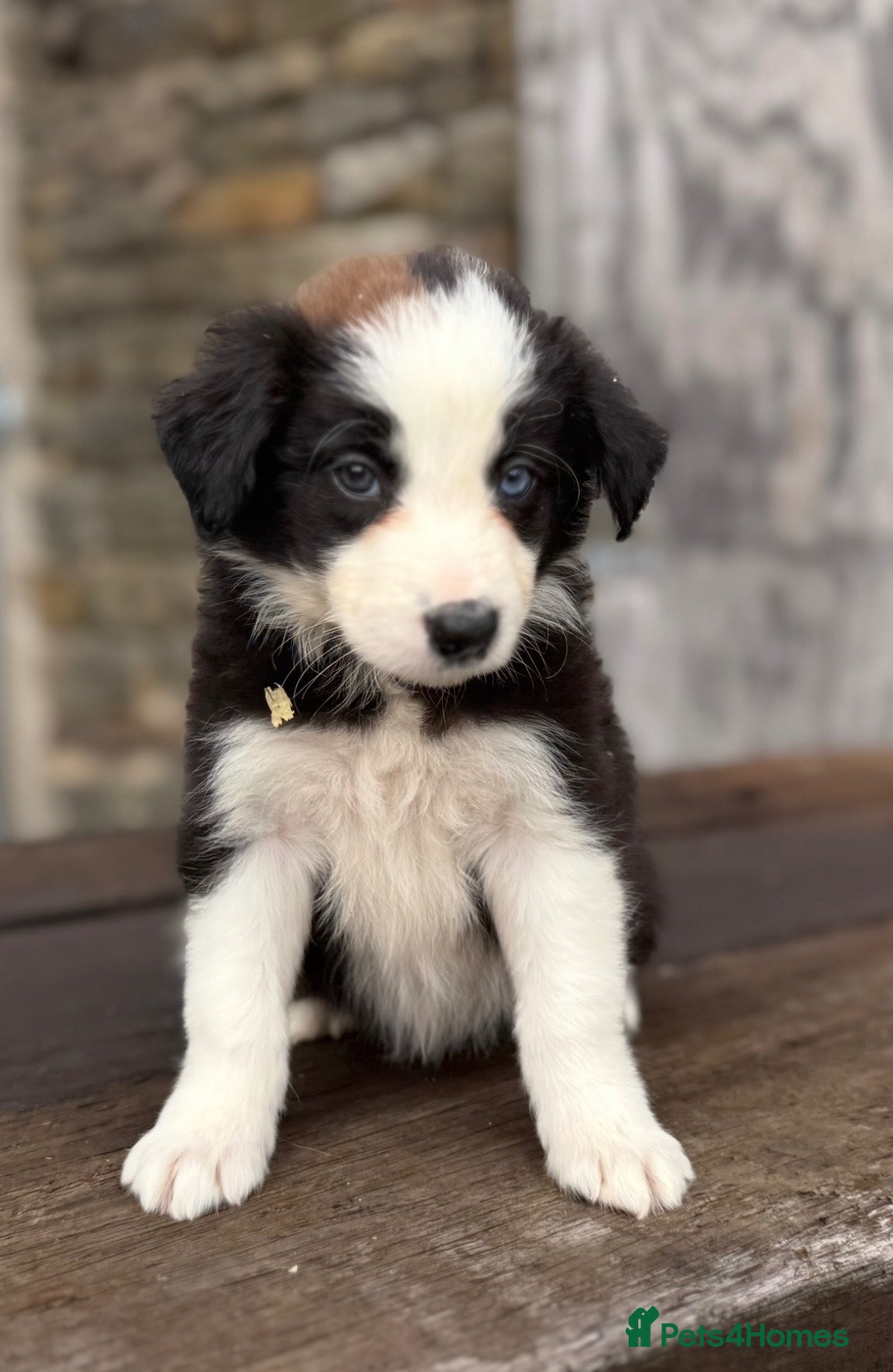Border Collie dogs Stunning red / blue / black & white pups - Advert 1