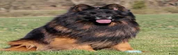 German Shepherd dogs for sale: King German Shepherd Boy  - Advert 5
