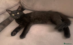 Mixed Breed cats for sale: Beautiful female kitten  - Image 1