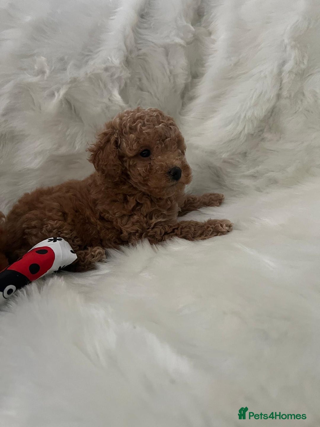 Cavapoo dogs for sale: Mixed litter of adorable cavapoo puppies - Advert 13