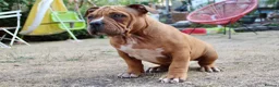 American Bully dogs for sale: American Pocket Bully’s  - Advert 27