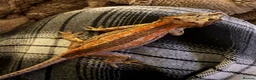Gecko reptiles for sale: Gargoyle Gecko  - Advert 4