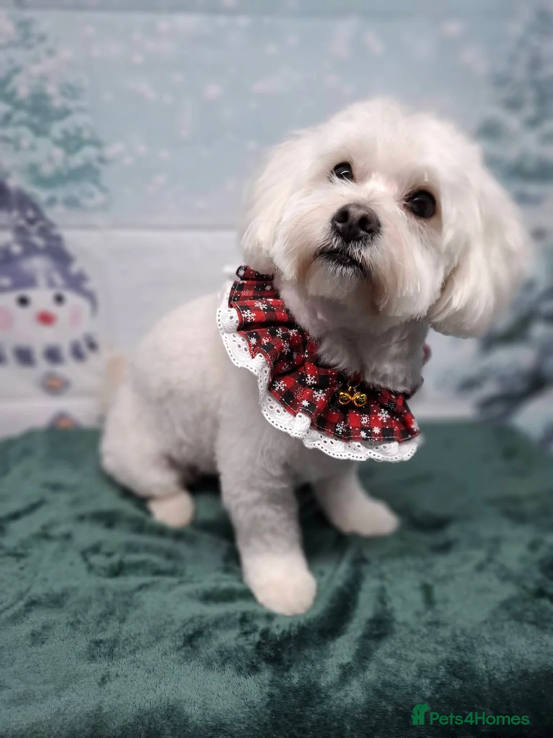 Bichon Frise dogs for sale: Bichon puppies in Luton - Advert 1