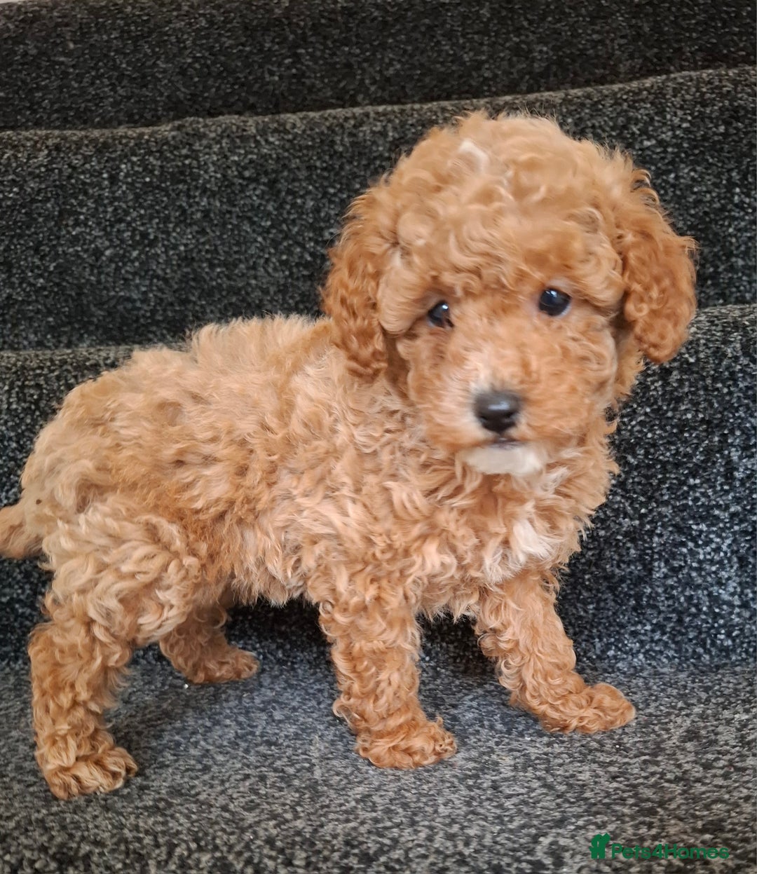 Toy Poodle dogs for sale: Toy poodle 🐩 pure breed  - Advert 1