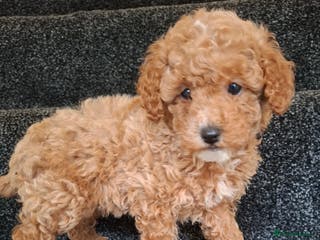Toy Poodle dogs Toy poodle 🐩 pure breed - Advert 12