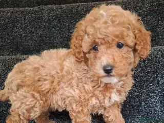 Toy Poodle dogs Toy poodle 🐩 pure breed - Advert 4