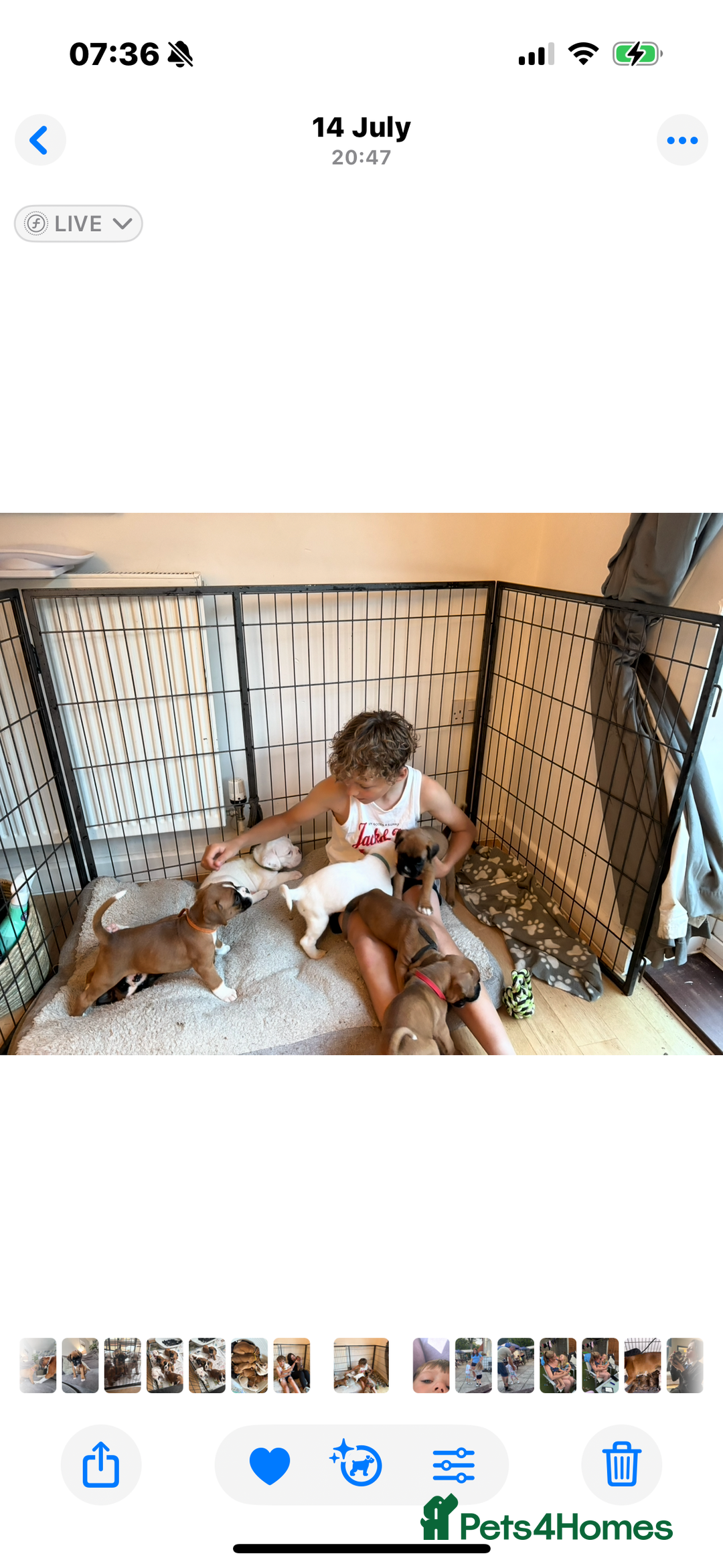 Boxer dogs for sale: KC Champion bloodline Boxer puppies  - Image 7
