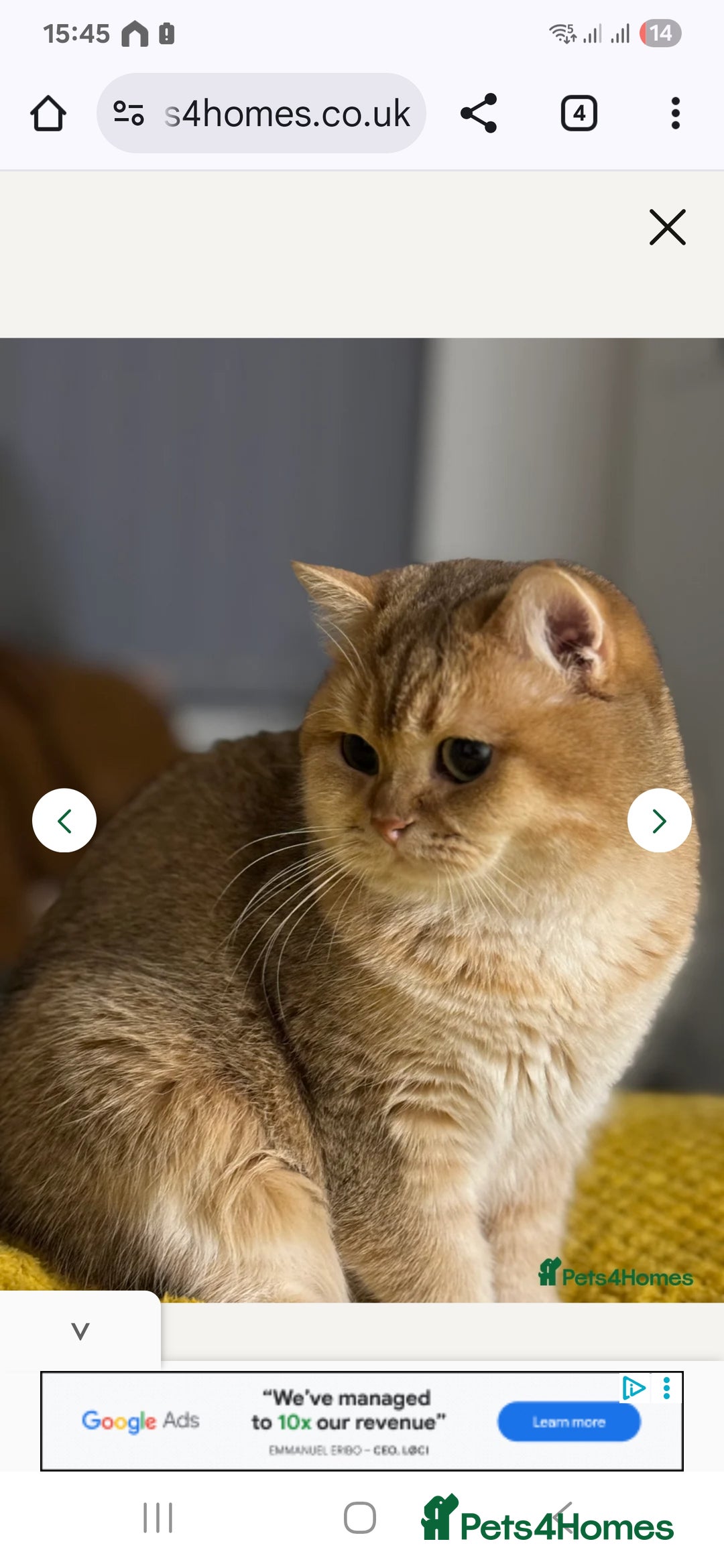 Scottish Fold cats for sale: 🤩💖LAST BOY kittens with rare colouring🥰 - Advert 14