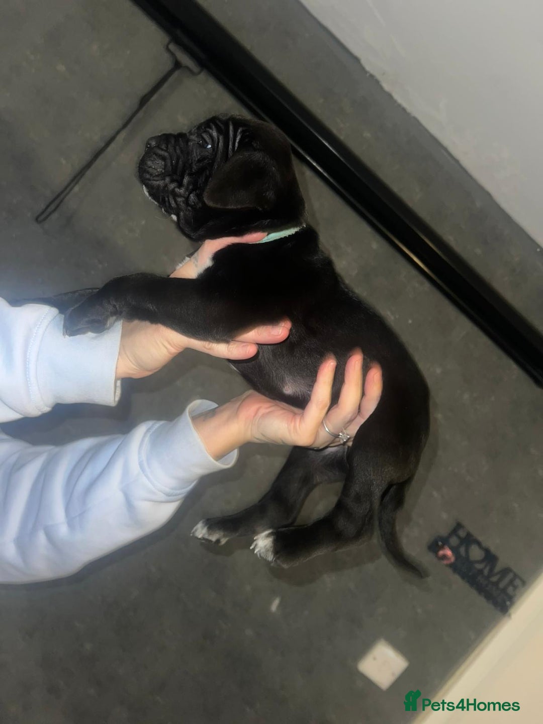 Cane Corso dogs for sale: Cane Corso Pups - Advert 28