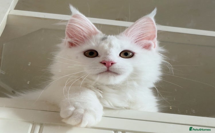 Maine Coon cats - Advert 5