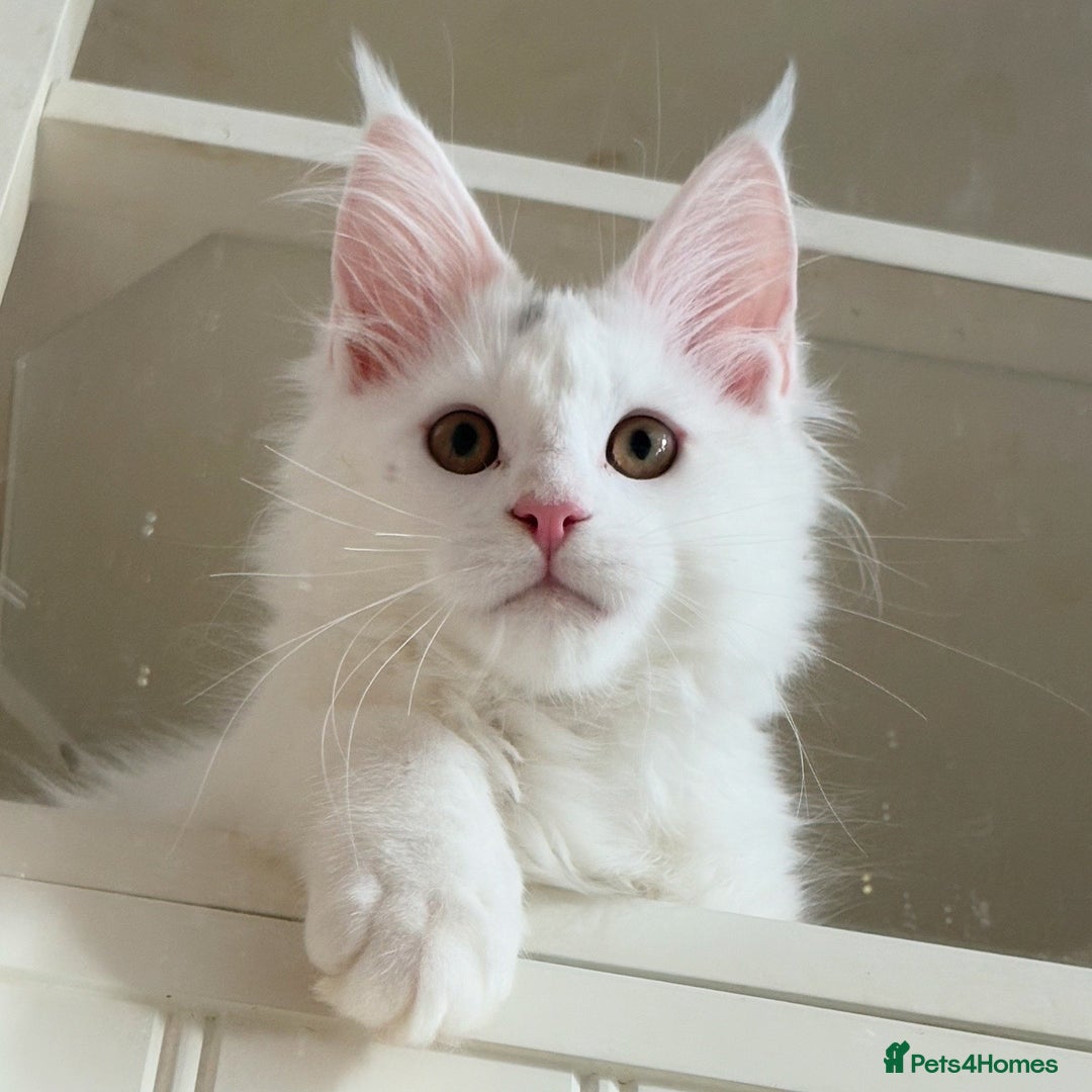 Maine Coon cats for sale: Stunning Pedigree Pure White Maine Coon Kitten - Image 1